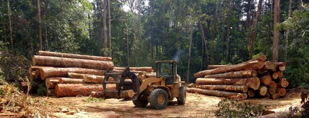 Best Tree Maintenance Programs  in The Homesteads, TX