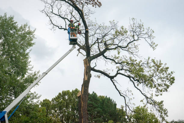 Best Leaf Removal  in The Homesteads, TX
