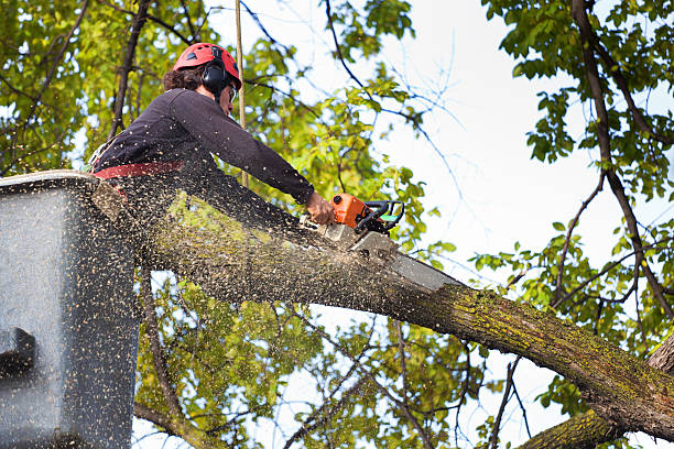Best Tree and Shrub Care  in The Homesteads, TX