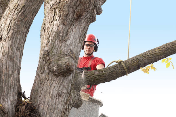 Best Lawn Maintenance Plans  in The Homesteads, TX