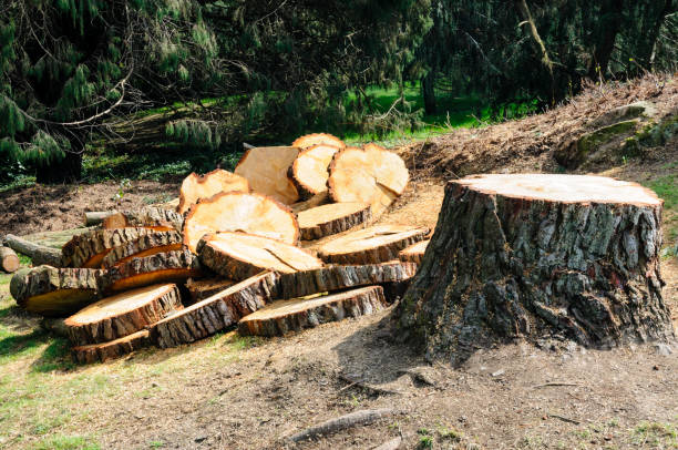 How Our Tree Care Process Works  in  The Homesteads, TX